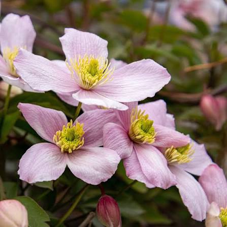 Pink Clematis Rubens growing over a garden trellis with lush green foliage.
