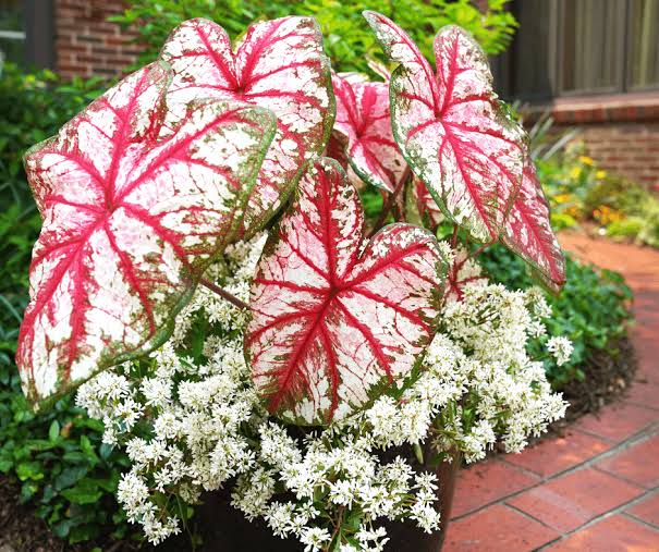 Brilliant Elephant Ear Bulbs Mix for tropical foliage garden planting
