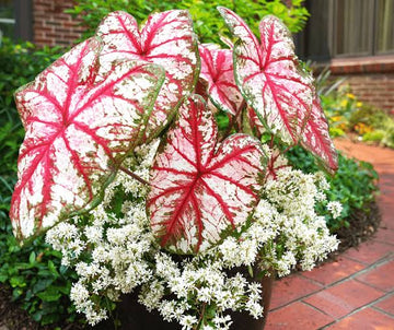 Brilliant Elephant Ear Bulbs Mix for tropical foliage garden planting

