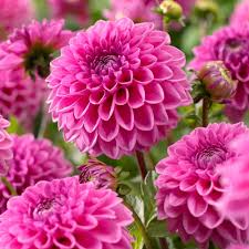 Pink Pompon Dahlia Flower Seeds for Planting Vibrant Annual Blooms for Colorful Gardens