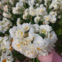 Daffodil Narcissus bulbs prepared for garden planting