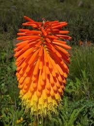 Red Hot Poker Kniphofia uvaria Seeds for Planting xeriscape garden flower spike