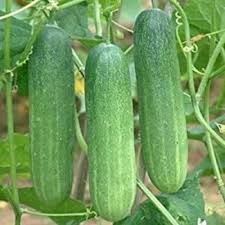 Cucumber Planting Seeds  Perfect for Home Gardening