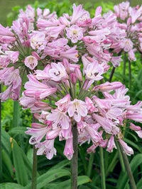 Ornamental Pink Agapanthus flowers growing in a decorative outdoor landscape.

