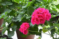 Pink Geranium Pelargonium Flower Seeds for Planting Easy to Grow Heirloom & GMO Free Seeds for Home Garden
 
 Sale