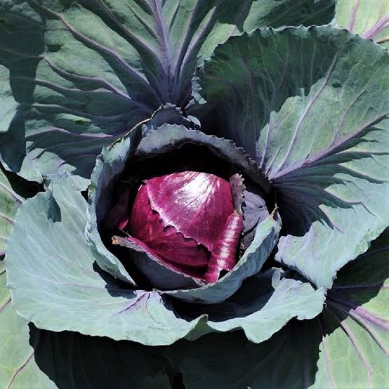 Red Rock Cabbage Seeds – Red Cabbage Variety for Home Garden Growing
