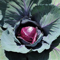 Red Rock Cabbage Seeds – Red Cabbage Variety for Home Garden Growing
