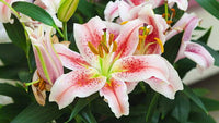 Lily bulbs for ornamental garden planting in the