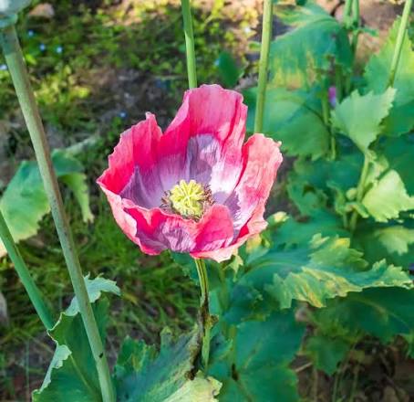 Large Papaver somniferum blooms with colorful petals and green foliage.
