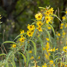 Yellow Maximiliani Flower Seeds Planting