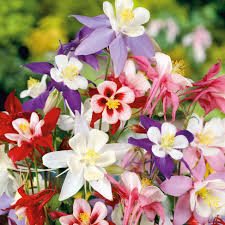 100 Pcs