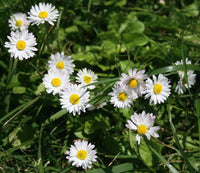 White Meadow English Daisy flowers blooming in a natural garden setting.