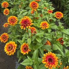 Zowie Flower seeds for Planting - Bright Blooms, Heirloom & GMO Free Seeds for Home Garden