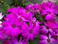 Senetti Pericallis Flower Seeds for Planting – Heirloom Non-GMO Colorful Flower Seeds for Home Gardens, Borders & Container Growing
