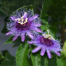 Light Violet Passion Flower Seeds for Planting Colorful Display Heirloom & GMO Free Seeds for Home Garden
 
 Sale