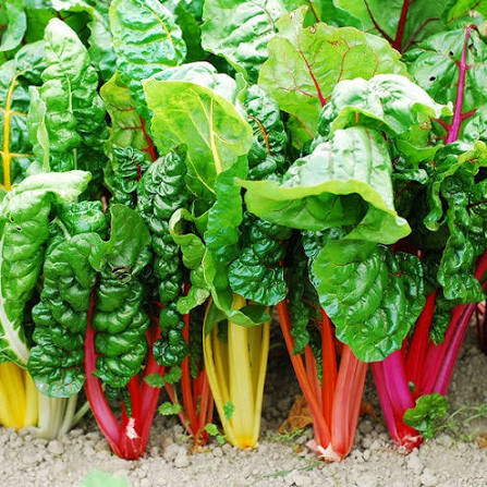 Swiss Chard 'Bright Lights' Seeds - Colorful Leafy Vegetable Plants for Garden Beds and Containers