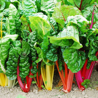 Swiss Chard 'Bright Lights' Seeds - Colorful Leafy Vegetable Plants for Garden Beds and Containers