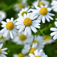 Roman Chamomile with delicate white flowers planted along a garden border.

