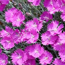 Pink Dianthus Flower seeds for Planting - Perfect for Borders, Heirloom & GMO Free Seeds for Home Garden
