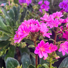 Lewisia Flower seeds for Planting - Colorful Display, Heirloom & GMO Free Seeds for Home Garden