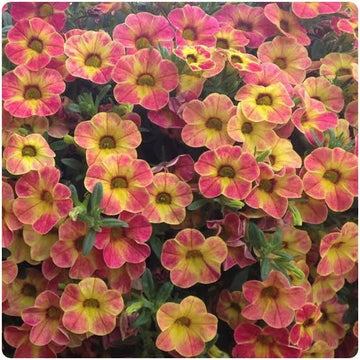 Calibrachoa Chameleon Sunshine Berry flowers with vibrant color-changing blooms.
