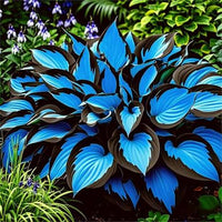 Hosta plant creating lush greenery in a shade garden bed

