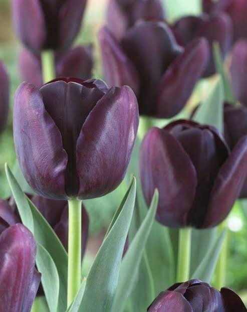Black Tulips planted along a garden border for contrast

