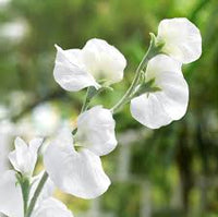 White Sweet Pea Flower Seeds – Heirloom & NonGMO DroughtTolerant Blooms for Home Gardens
 
 Sale
