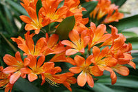Lily Clivia Flower seeds for Planting - Shade Tolerant, Heirloom & GMO Free Seeds for Home Garden