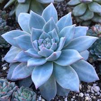 Blue Echeveria Subsessilis Flower seeds for Planting - Sun Loving, Heirloom & GMO Free Seeds for Home Garden