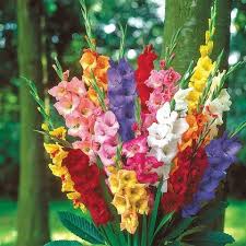 100 Pcs