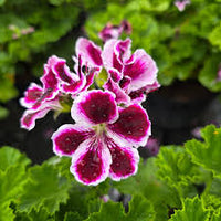Purple Geranium Flower seeds for Planting - Premium Quality, Heirloom & GMO Free Seeds for Home Garden