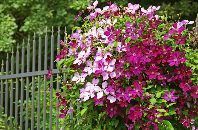 Clematis mix for planting in a flowering garden