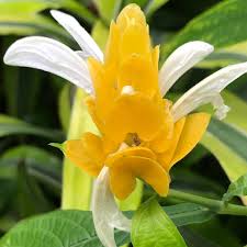 Yellow Pachystachys Lutea Flower seeds for Planting - Sun Loving, Heirloom & GMO Free Seeds for Home Garden