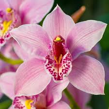 Cymbidium Flower seeds for Planting - Cut Flower Favorite, Heirloom & GMO Free Seeds for Home Garden