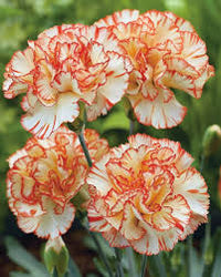 Yellow Red Carnation Flower seeds for Planting Sun Loving Heirloom & GMO Free Seeds for Home Garden