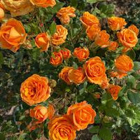 Orange Climbing Rose Flower seeds for Planting Pollinator Friendly Heirloom & GMO Free Seeds for Home Garden