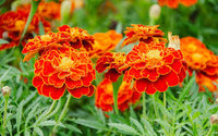 Meroon Tagetes Patula Flower Seeds for Planting - Vibrant Annual Marigolds for Your Garden