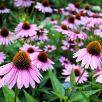 Echinacea plants growing along a landscaped garden border.
