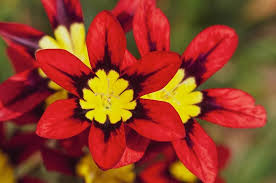 Red Yellow Sparaxis Flower Seeds Long Bloom Season Heirloom NonGMO Organic Garden Seeds for Planting
 
 Sale for planting in home garden