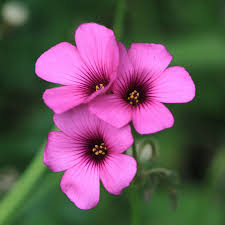 Oxalis Flower seeds for Planting Compact Growth Heirloom & GMO Free Seeds for Home Garden