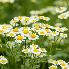 Fragrant Roman Chamomile blooming in a sunny herb garden.
