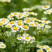 Fragrant Roman Chamomile blooming in a sunny herb garden.
