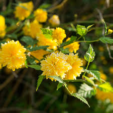 Kerrie Flower seeds for Planting - Easy to Grow, Heirloom & GMO Free Seeds for Home Garden