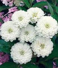 White Oklahoma Flower seeds for Planting - Vibrant Colors, Heirloom & GMO Free Seeds for Home Garden