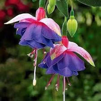 Sky Blue Fuchsia Flower Seeds – Fragrant Blossoms Heirloom & NonGMO for Home Garden
 
 Sale