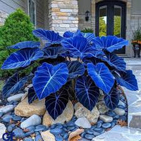 Blue Caladium Bicolor Flower Seeds for Planting – Compact Growth Heirloom & NonGMO Seeds for Home Garden
 
 Sale