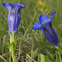 Gentiana Flower seeds for Planting Easy to Grow Heirloom & GMO Free Seeds for Home Garden