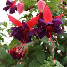 Maroon Red Fuchsia Flower Seeds for Planting Cottage Garden Essential Heirloom & GMO Free Seeds for Home Garden
 
 Sale