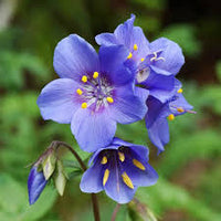 Jacobs Flower seeds for Planting Low Maintenance Heirloom & GMO Free Seeds for Home Garden